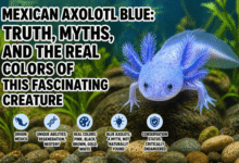 mexican axolotl blue​