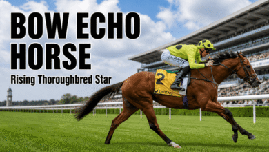 bow echo horse