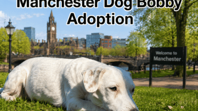 manchester dog bobby adoption