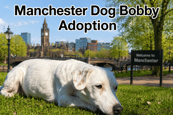 manchester dog bobby adoption