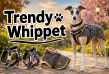 trendy whippet