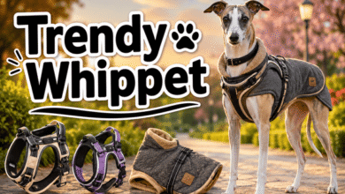 trendy whippet