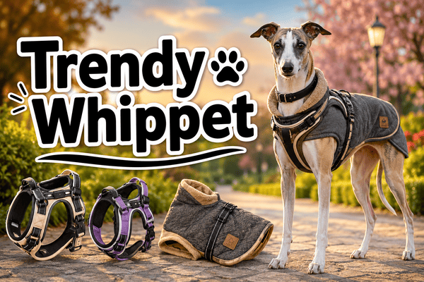 trendy whippet
